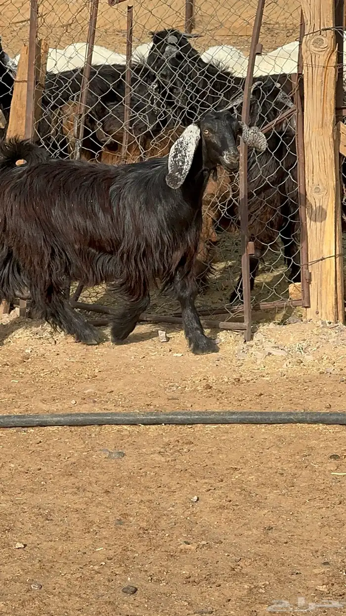 تيوس وجفار ذبايح 3