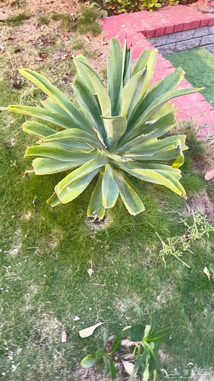 زرع للحديقه بأسعار تبدأ من 5 ريال 4