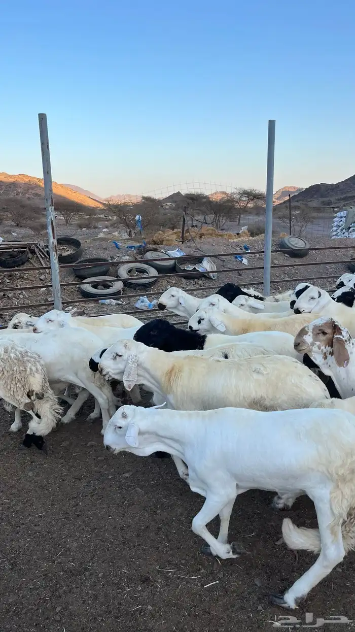 طليان سواكن شبيه الحري مرابى جادعان 30