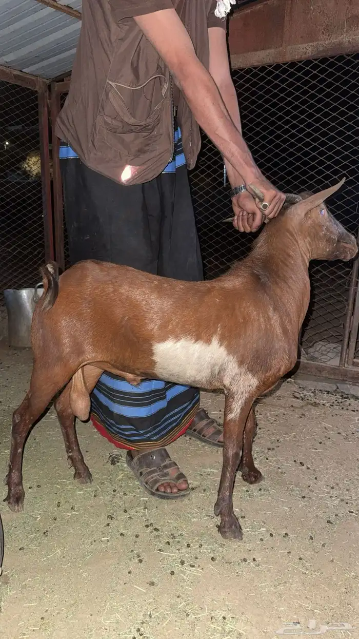 تيس ادهم طيب 0