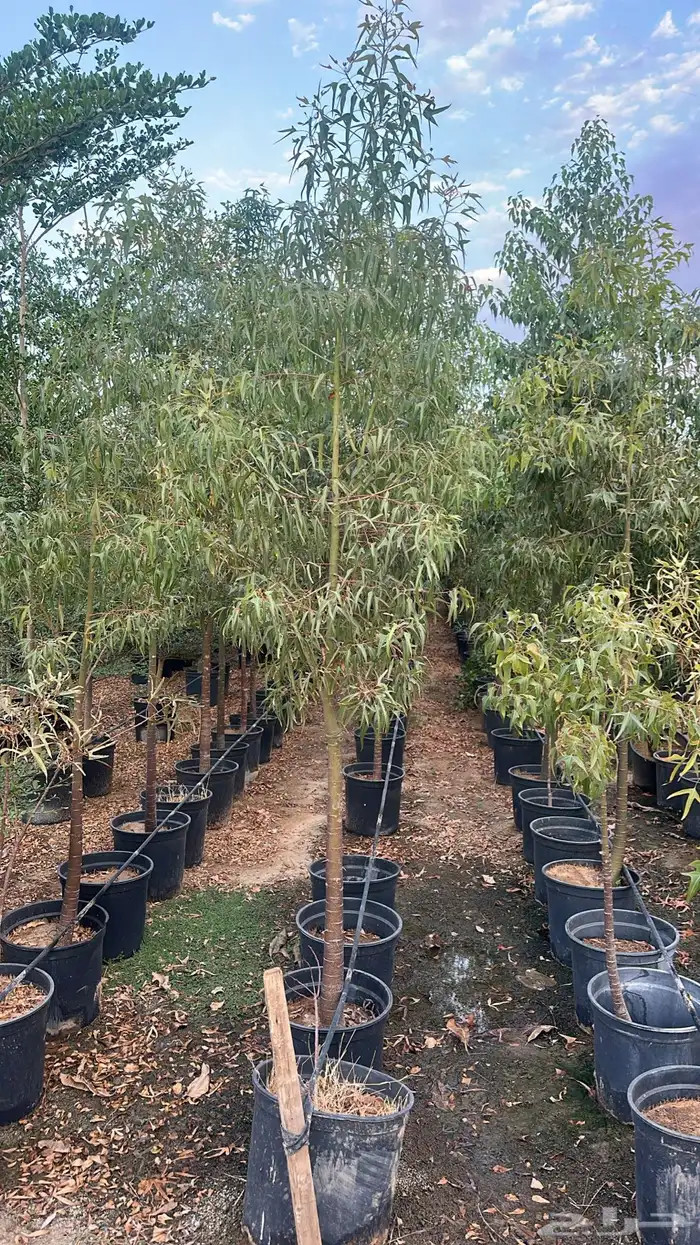 اشجار الأستركوليا - ذات الساق الناعم من أشجار الزينة  نجران 2