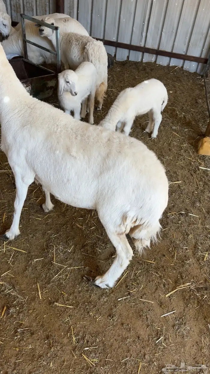 شاه حريه حايل 1