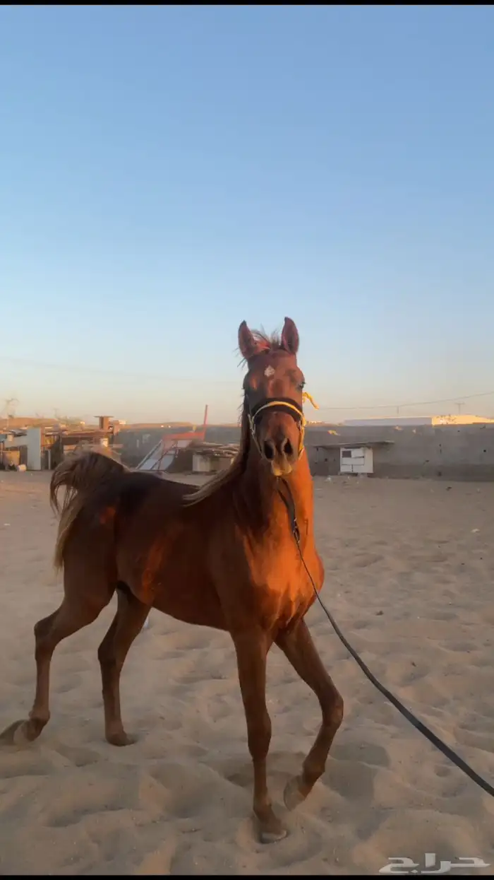 للتواصل واتس 1