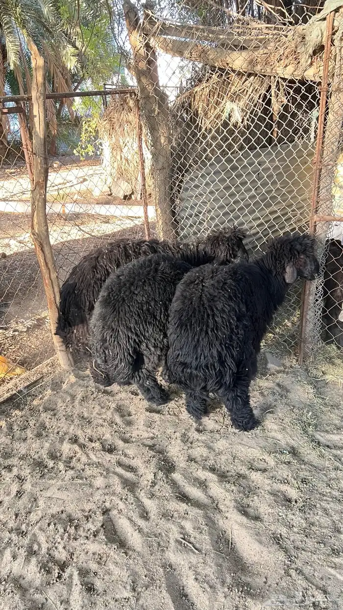 ذبايح عرب فل الفل 0