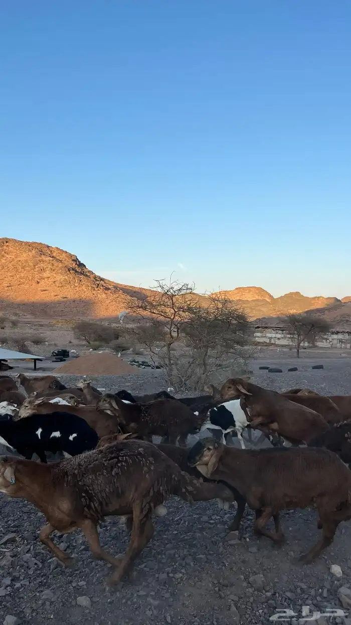 طليان سواكن حمري جادعان مرابى 7