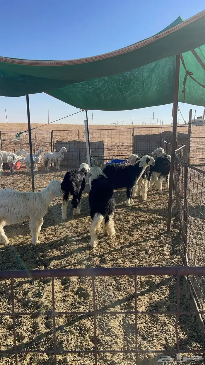 للبيع خرفان نجد العدد 7 الرخال 2 او 3 1