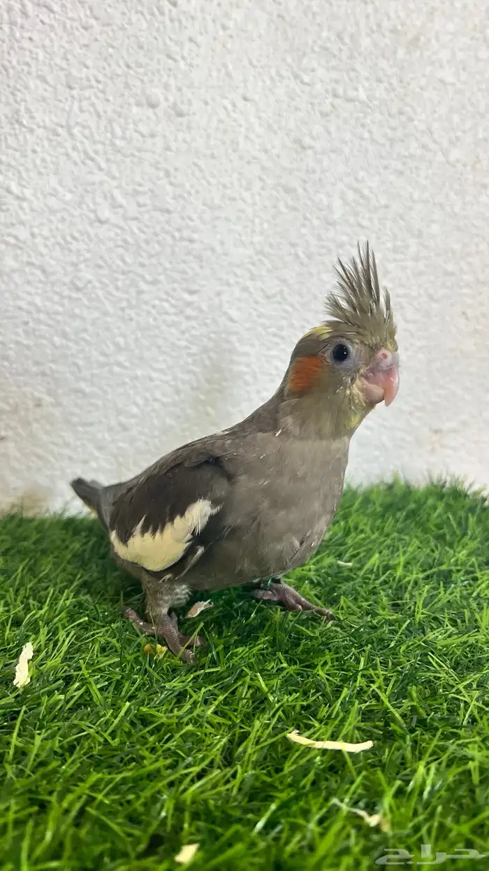 ببغاء كروان هدد داخلي وخارجي اليف جدا 1