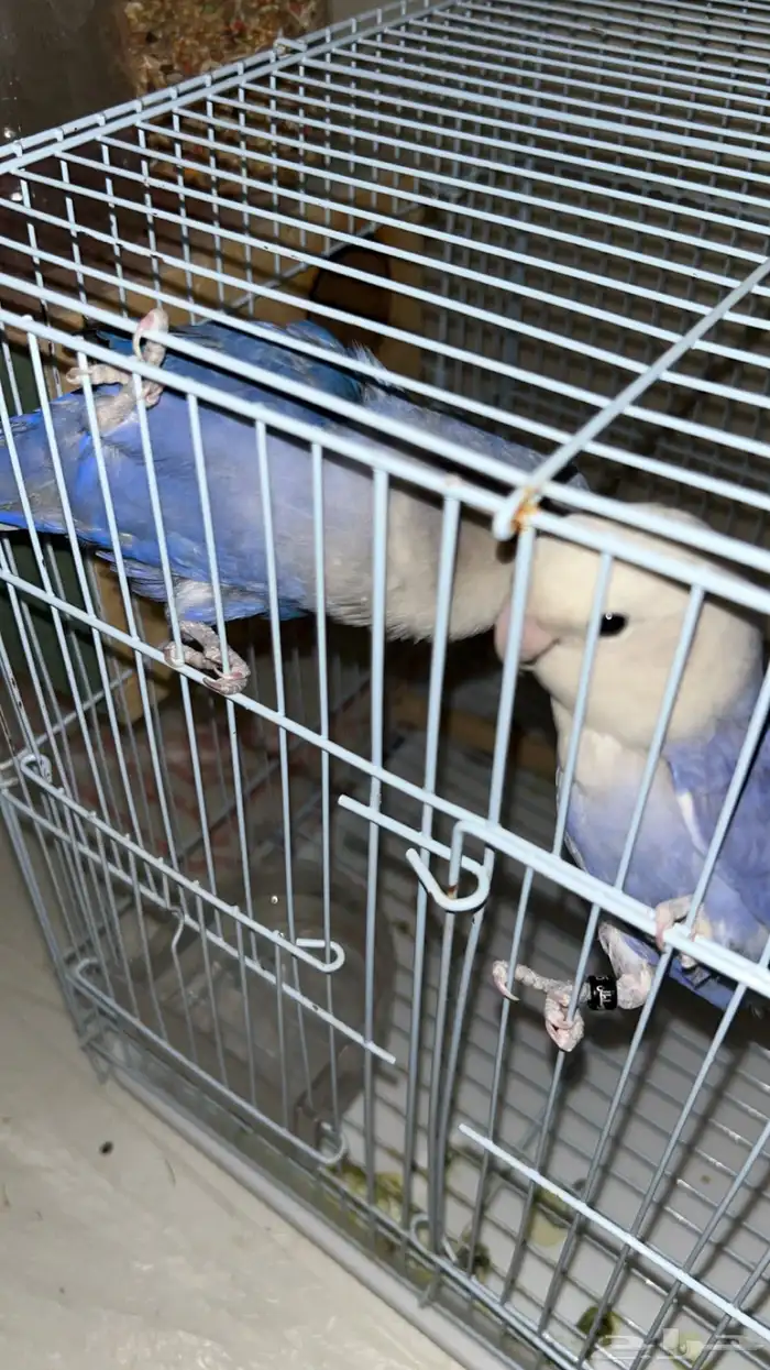 زوج روز للبيع 1