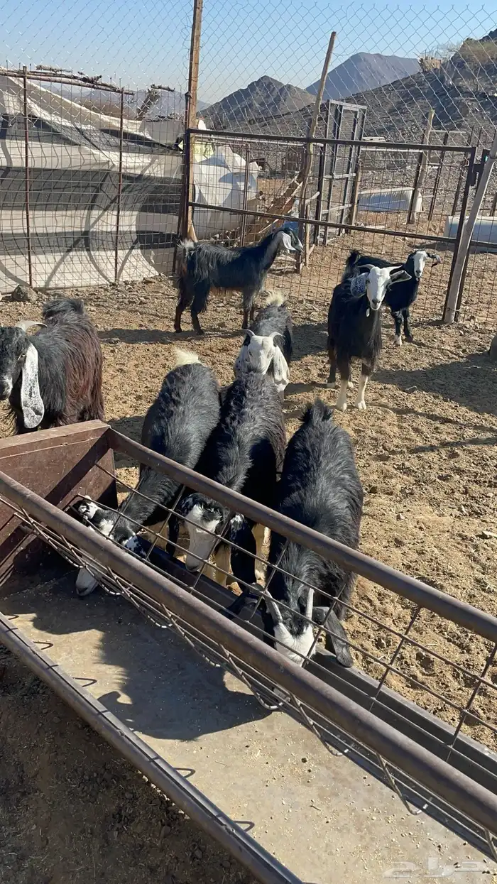 جفار ذبايح او مقنوي طيبه بالحيل( تم البيع ) 0