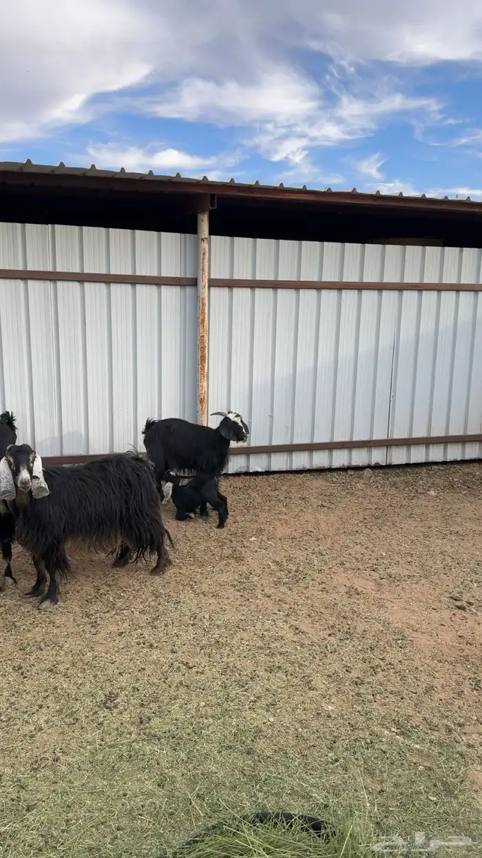 معزا ولد العدد اربع 2