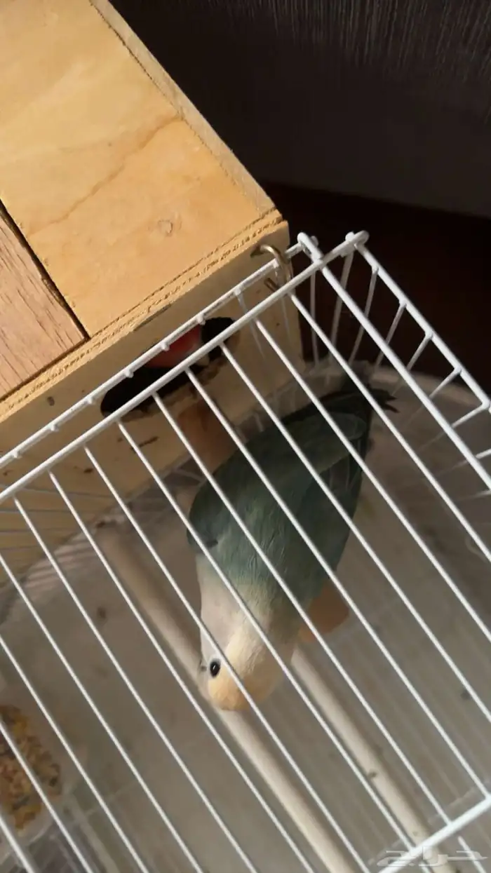 اثنين طير روز للبيع 0