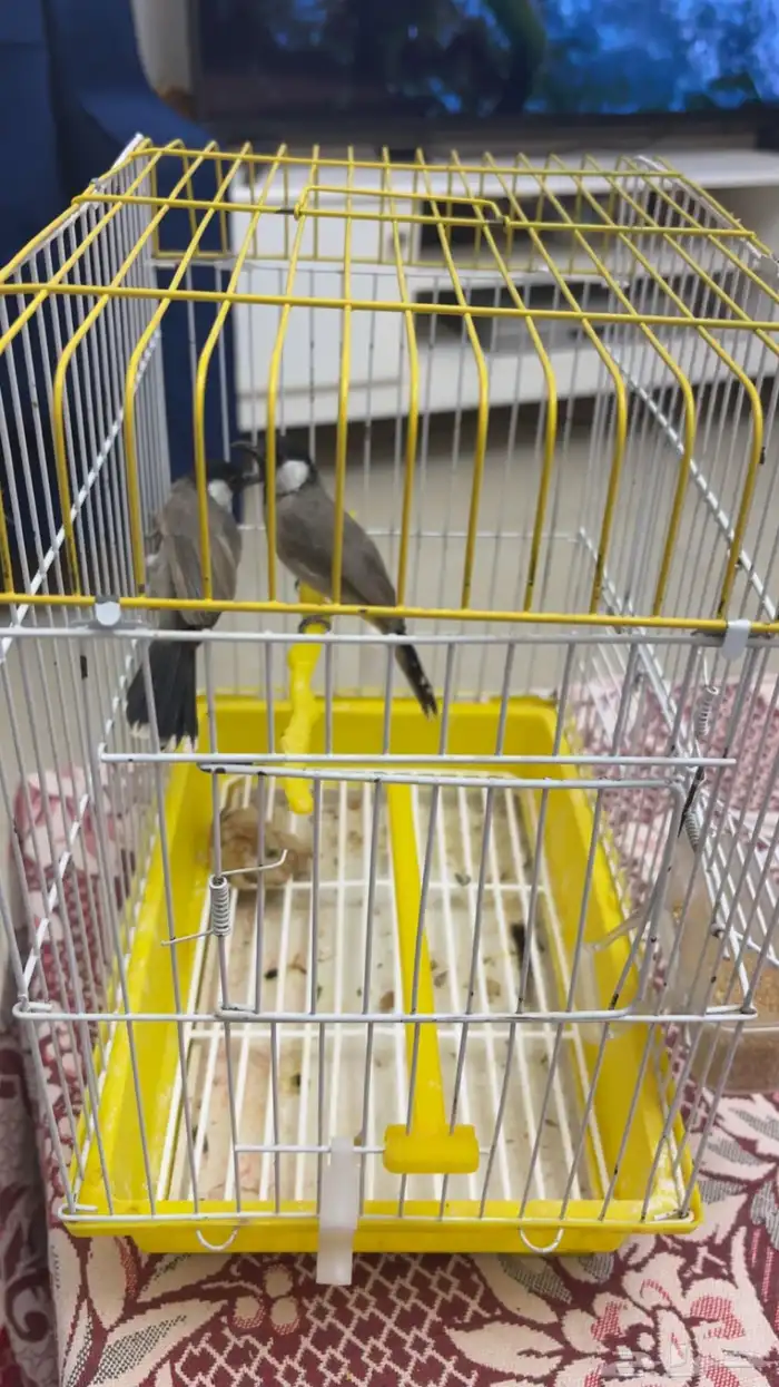 بلبل نغري عراقي 0