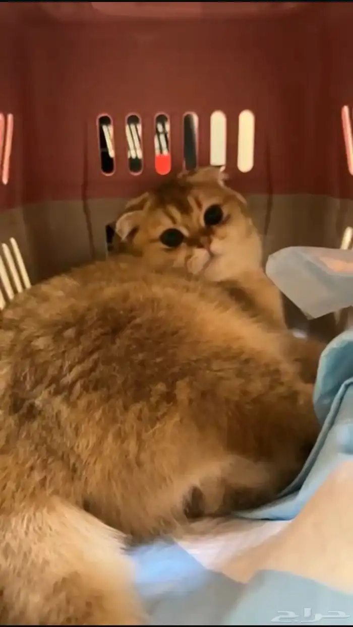 قطه و كتن واحد سكوتش فولد على سوم 3