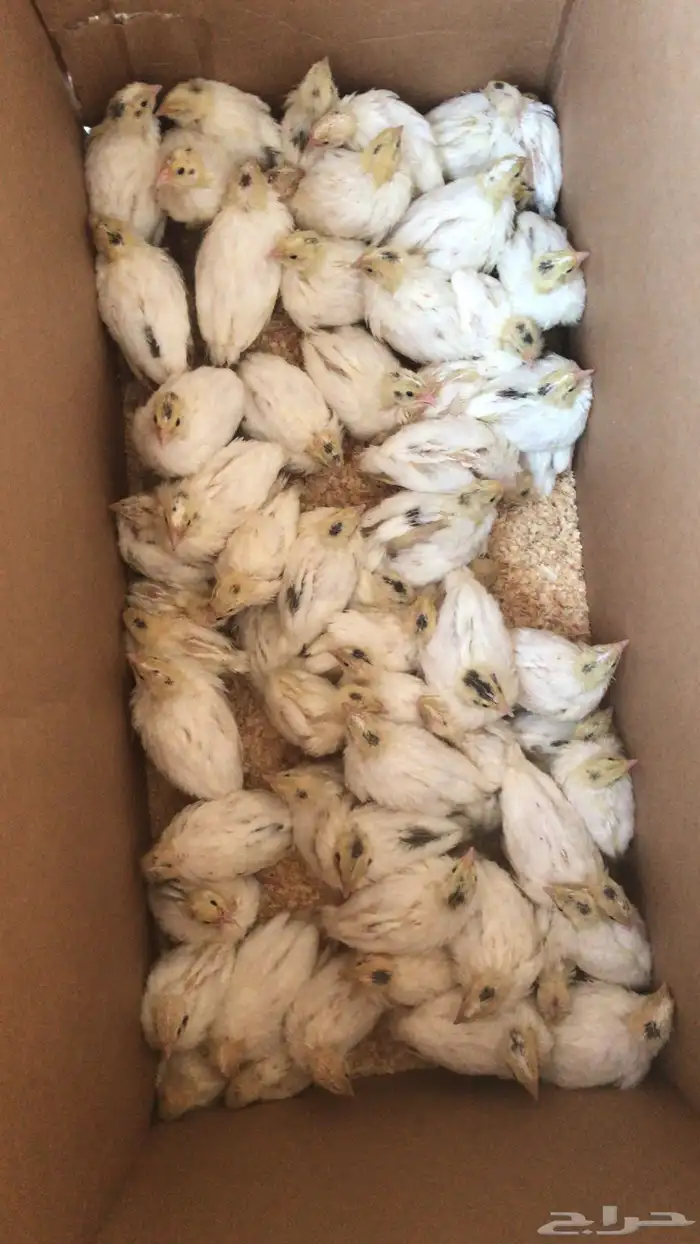 صوص سمان تكساس العملاق 0