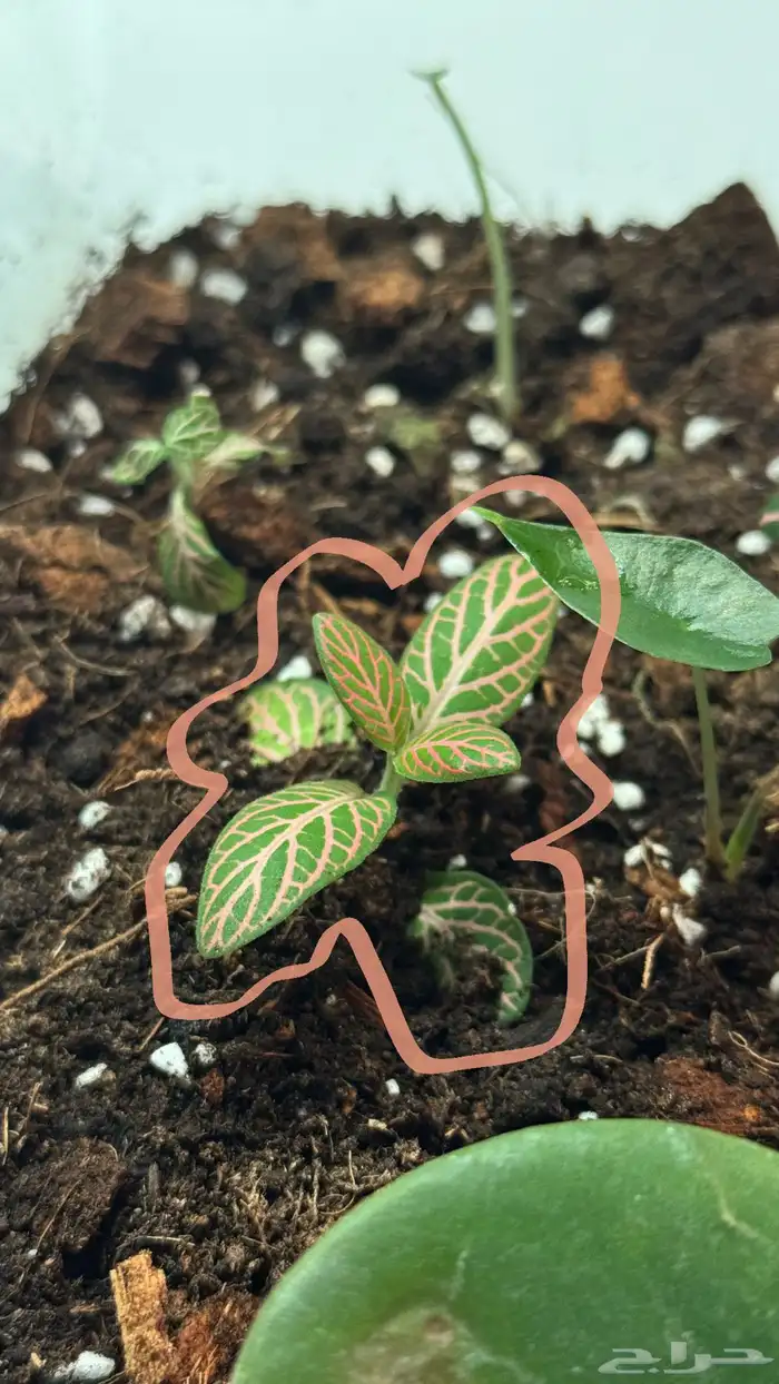 نبتة فيتونيا نبته منزليه 1