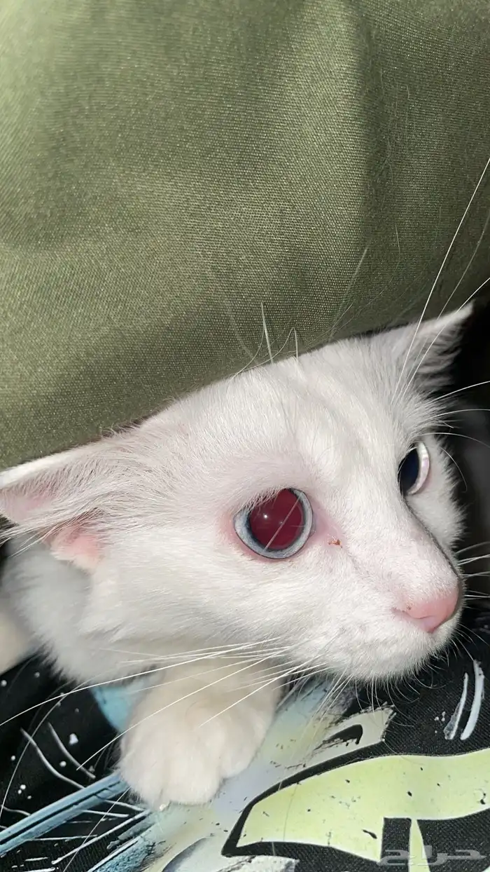 قطتي ضائعه 2