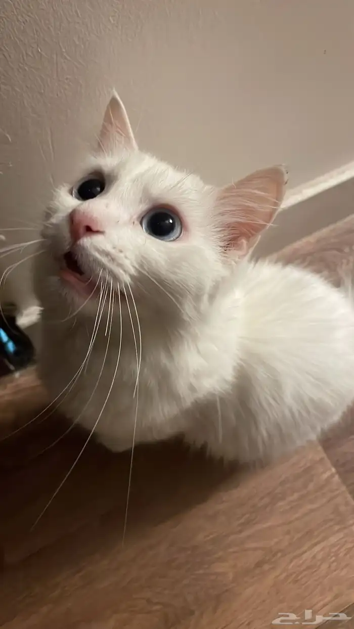 قطتي ضائعه 5