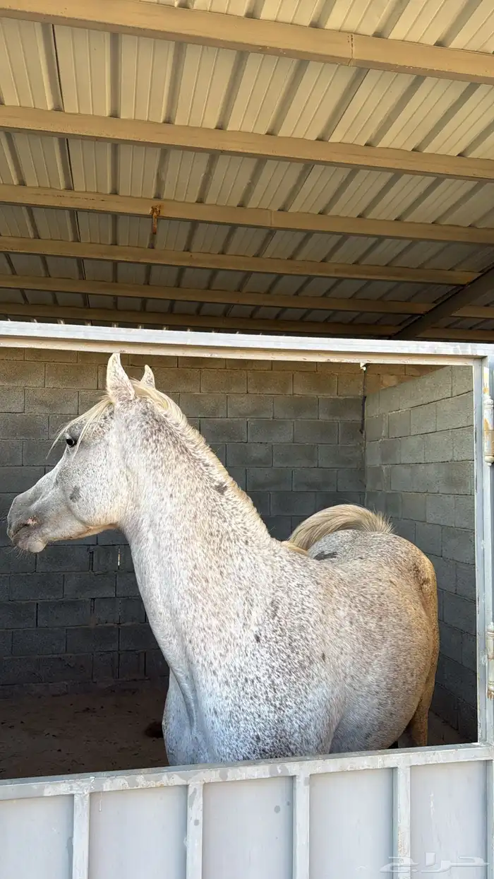 فرس شعبيه 5 سنوات 2