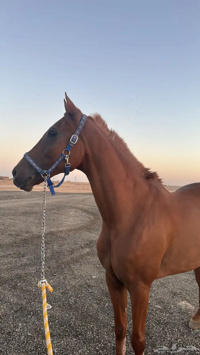 حصان عربي فرنسي 2