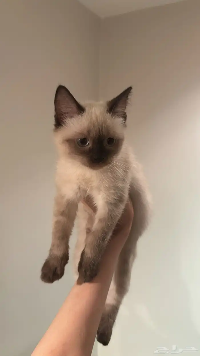 قط هملايا شورت هير للبيع 0