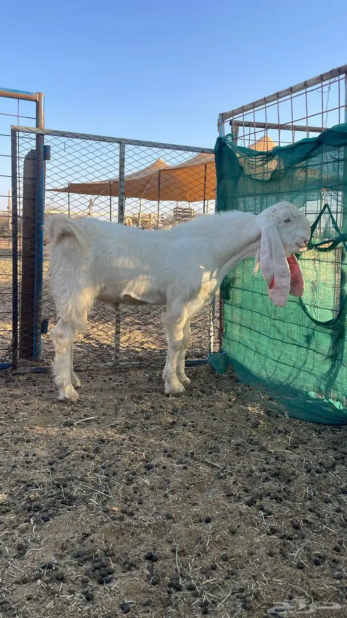 تيس فحل مصري ابيض ابرص 0