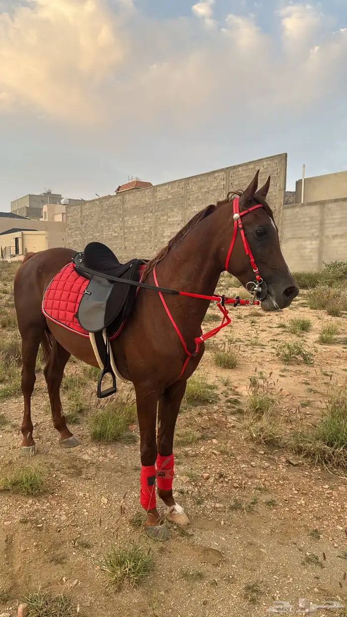 حصان كفو ومعه جميع اغراضه حفيد بطل العالم مروان الشقب 2