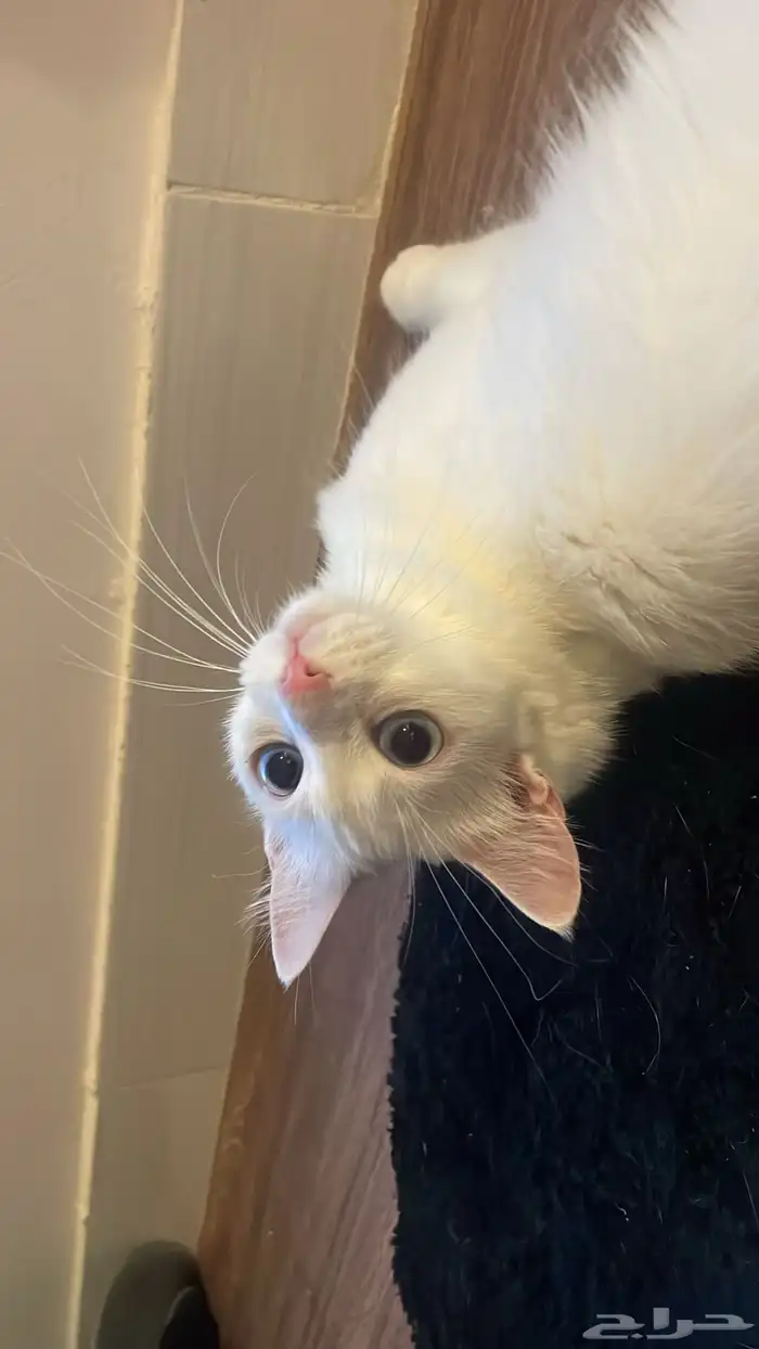 قطتي ضائعه 1