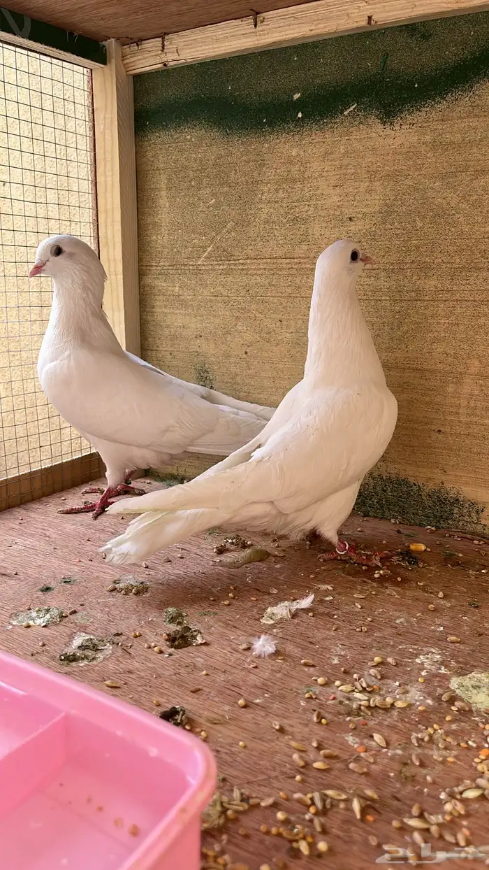 حمام قطايف امهات حمامي الاساس 0