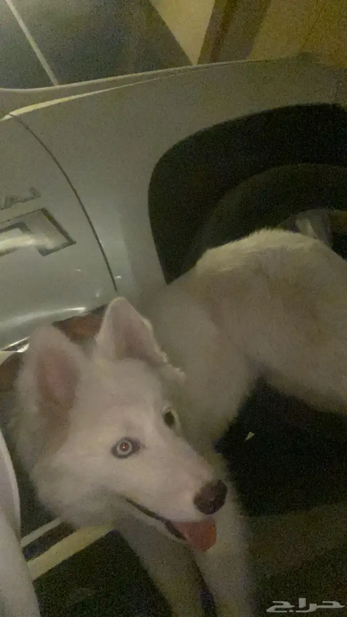 كلب هاسكي جرو البيع مستعجل 2