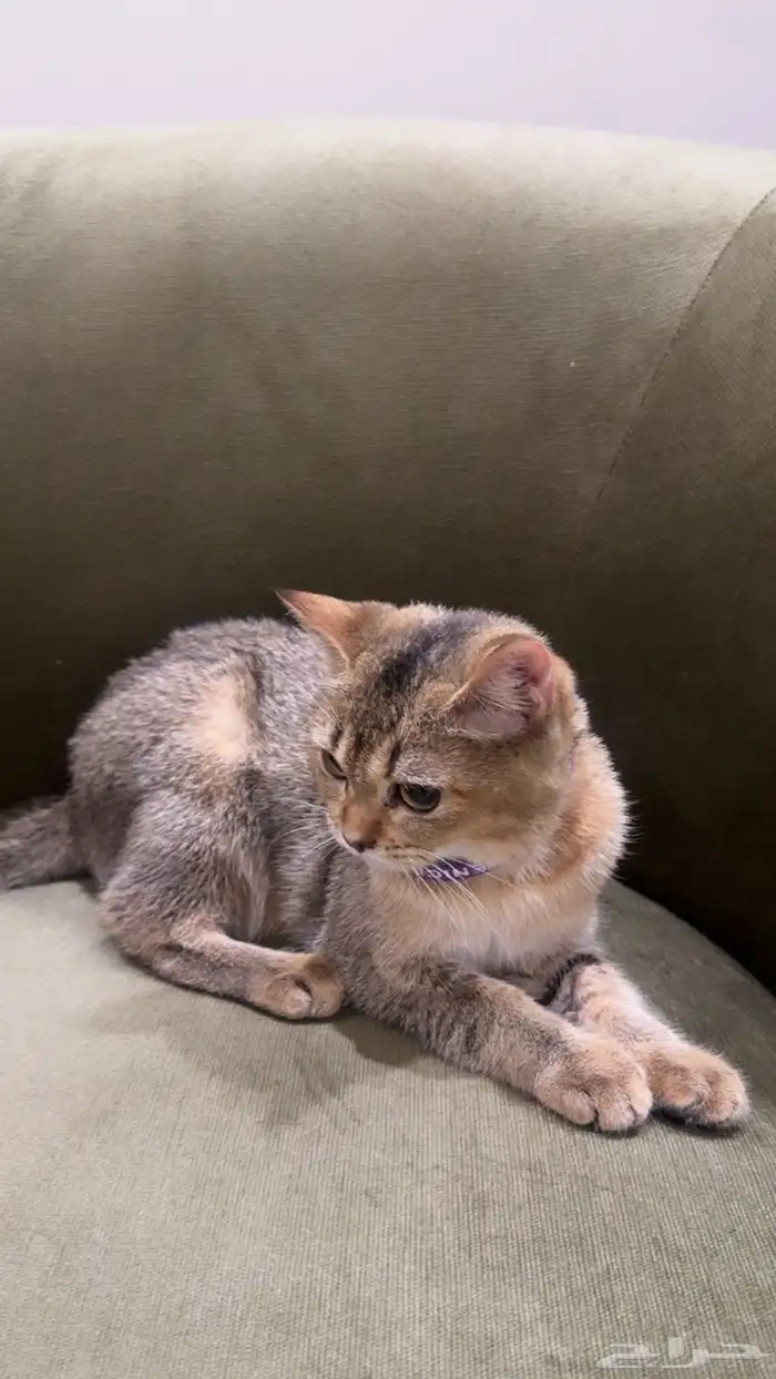 قطه انثى سكوتش 0