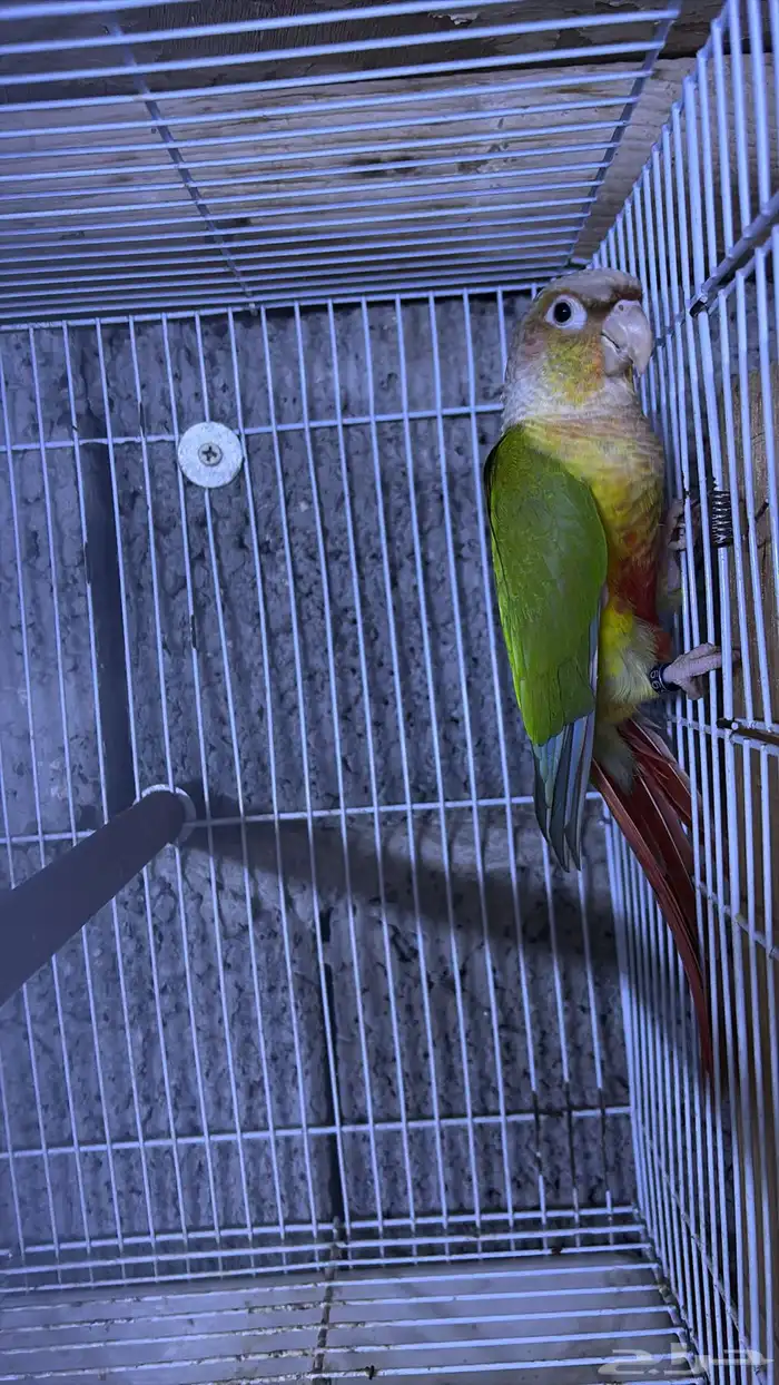 انثى كنيور 0