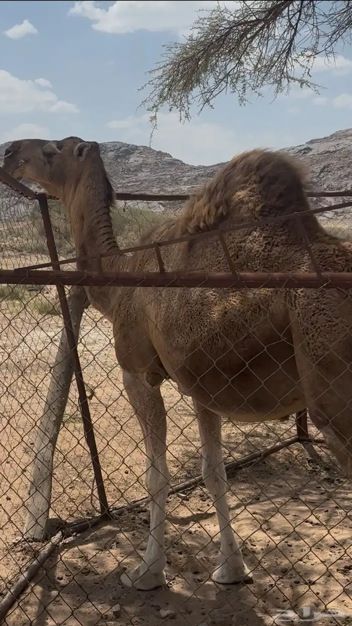 ناقه ماخض شماليه كفو على جميع الشروط 0