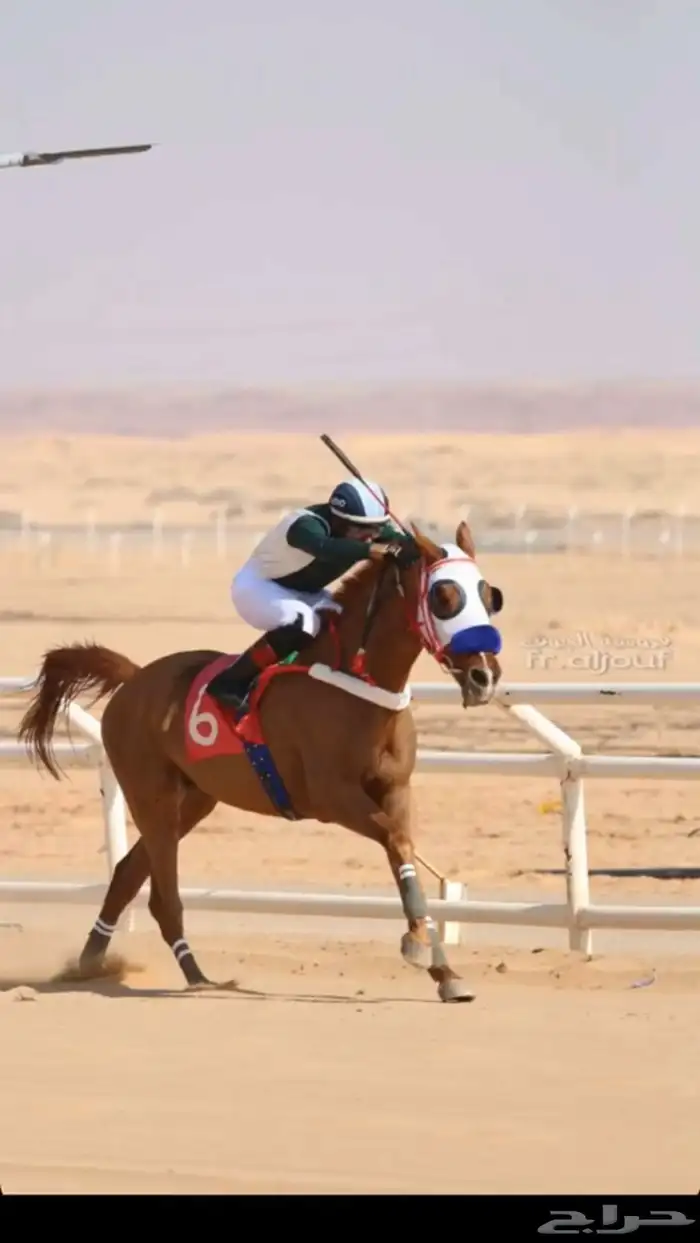 حصان عربي فرنسي 0