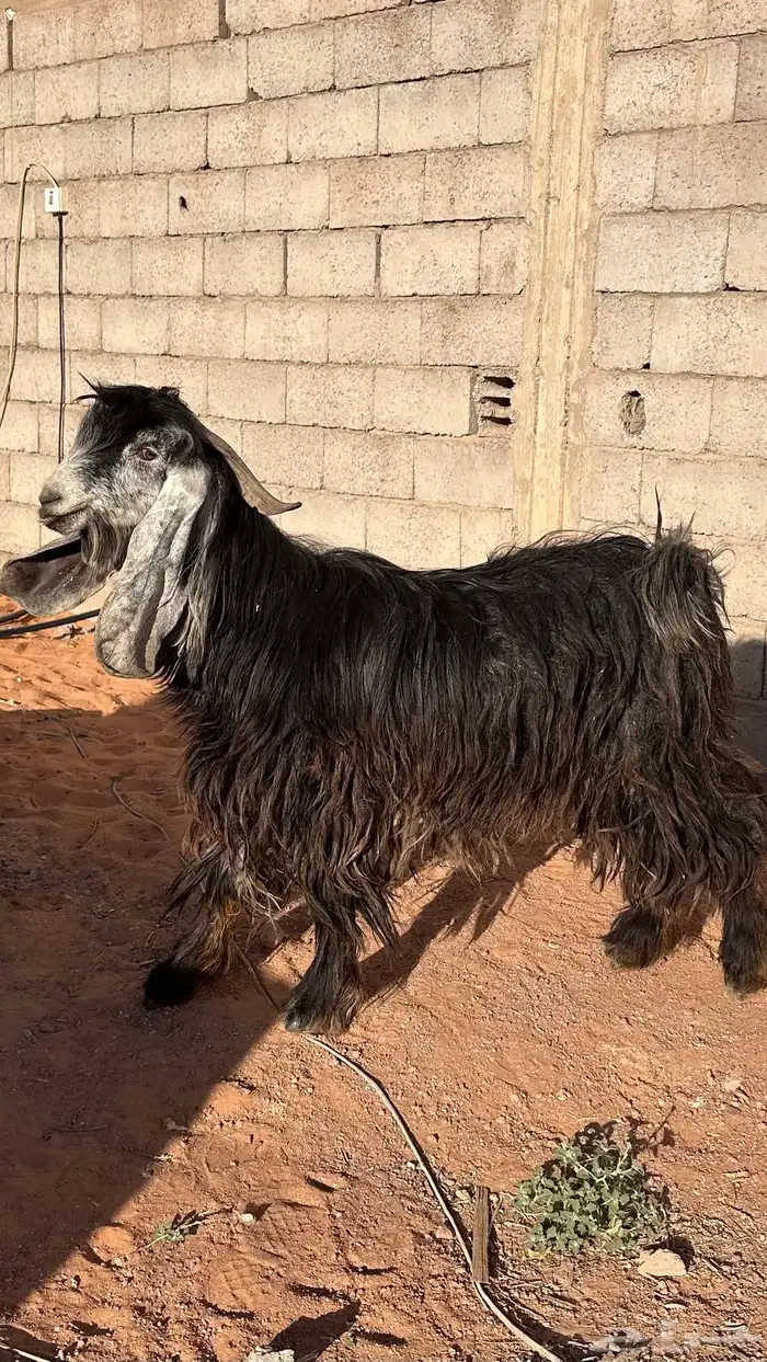 للبيع تيس معرف 1