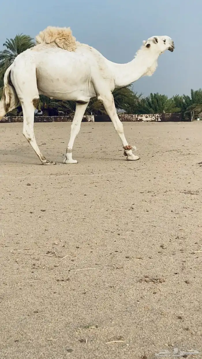 بعير اوضح للبيع مشروط ضراب وعشار 1