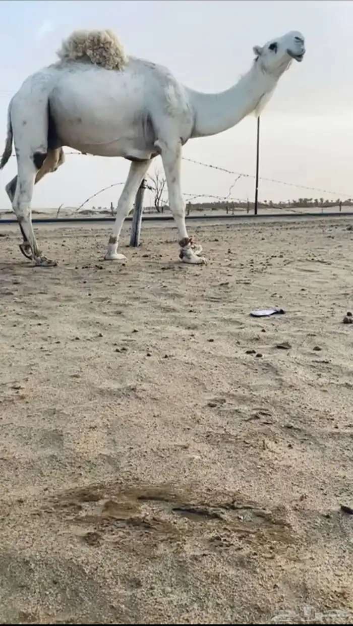 بعير اوضح للبيع مشروط ضراب وعشار 0