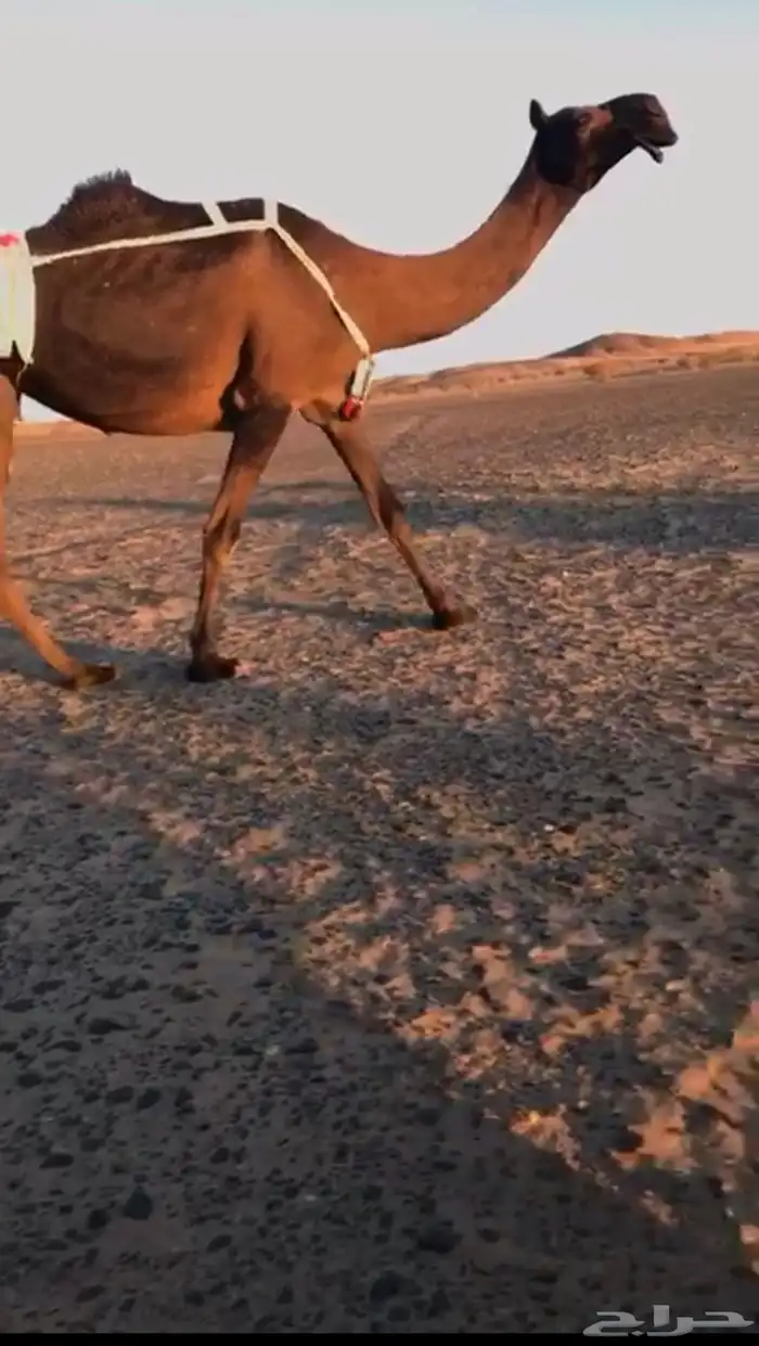 جنوب برودان 2