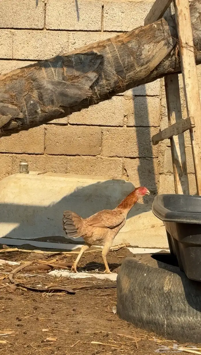 دجاجه مهجن 0