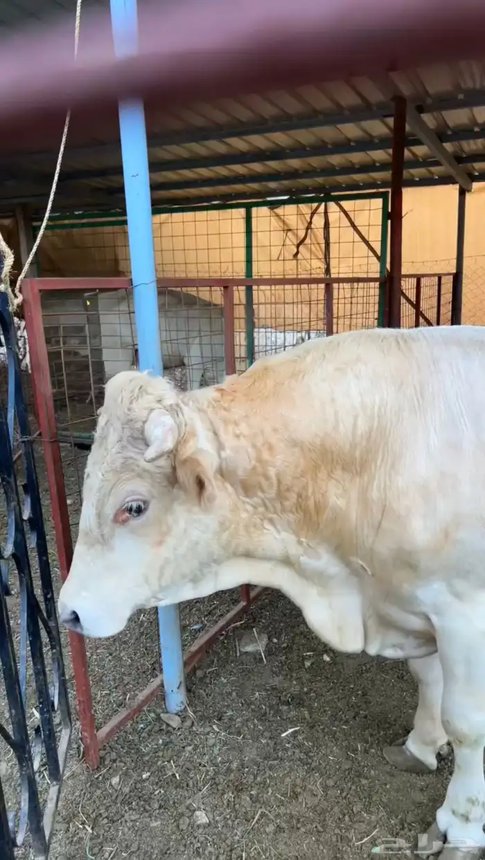 ثور ألماني بيوور 0