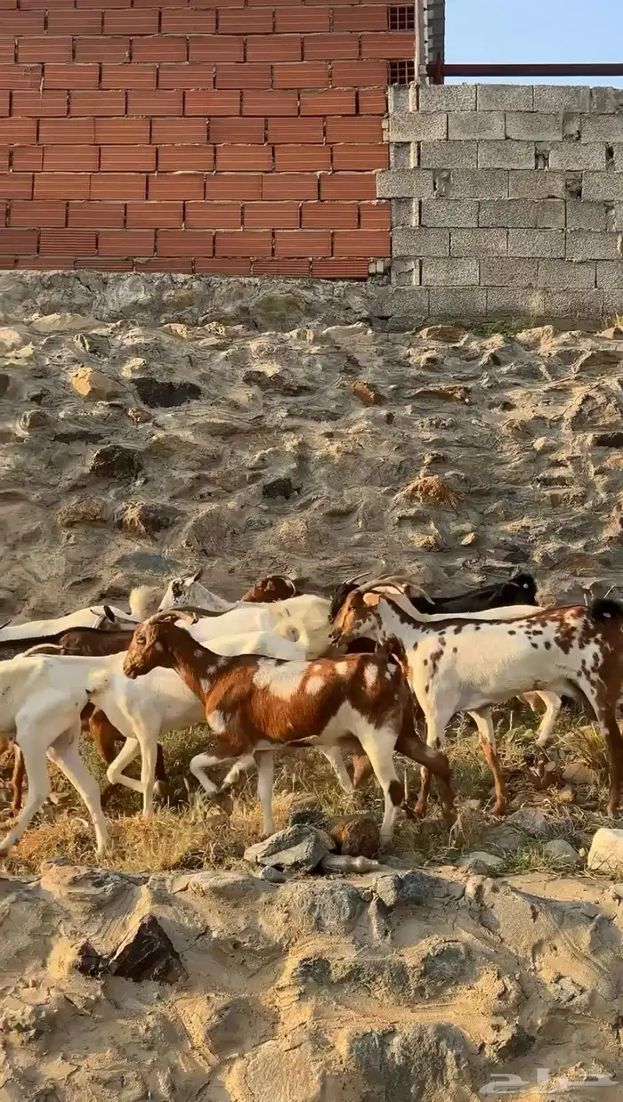 ماعز مقاني 0