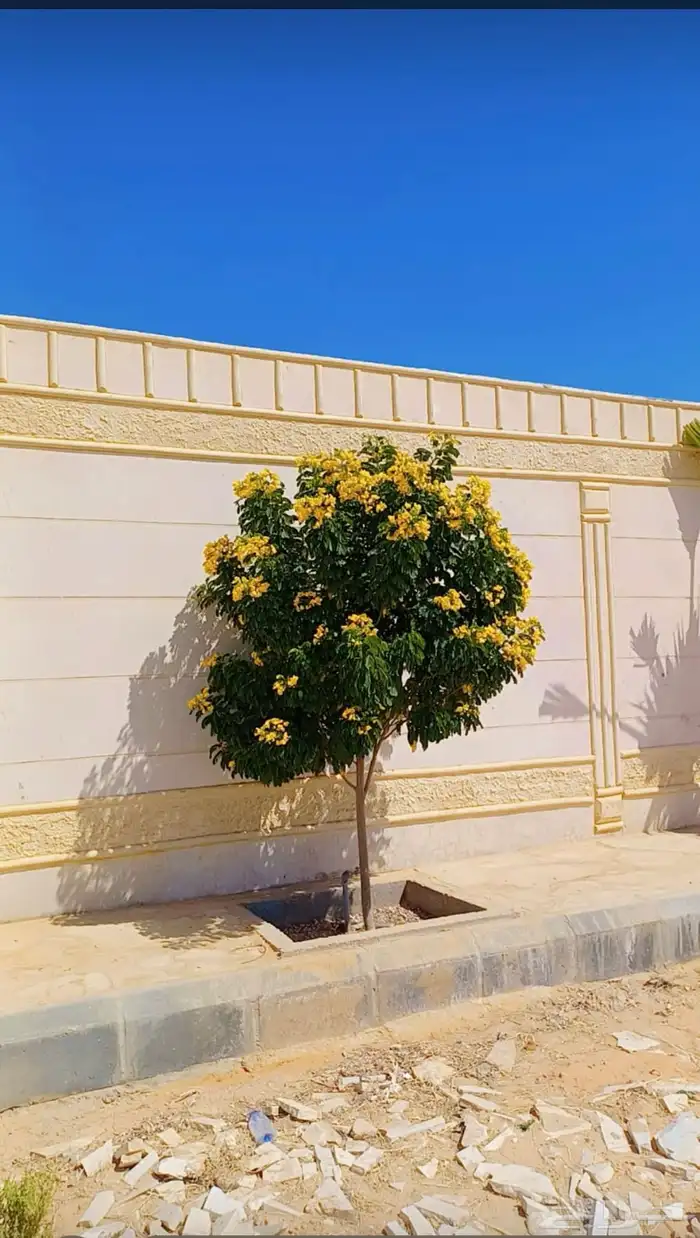 يوجدلديناجميع انواع انخل العربي والواشنطن ازينه 8