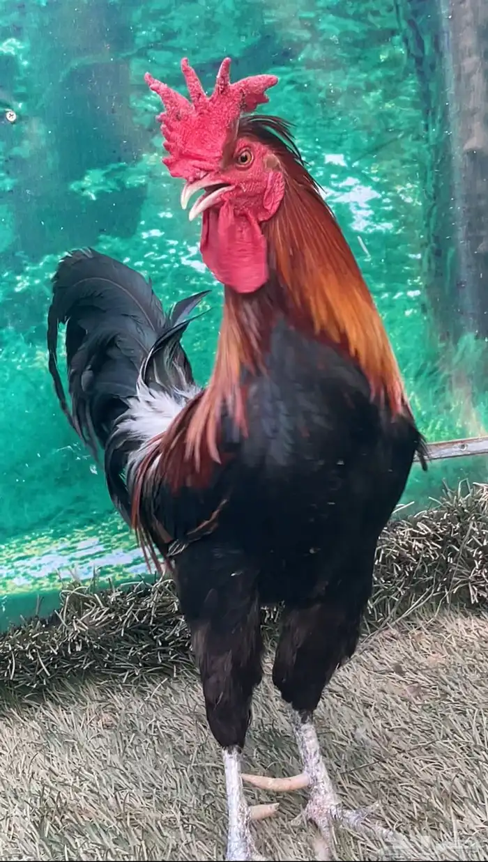 دجاج عربي ترثه اصيل .. سلالة نقية الدم 0