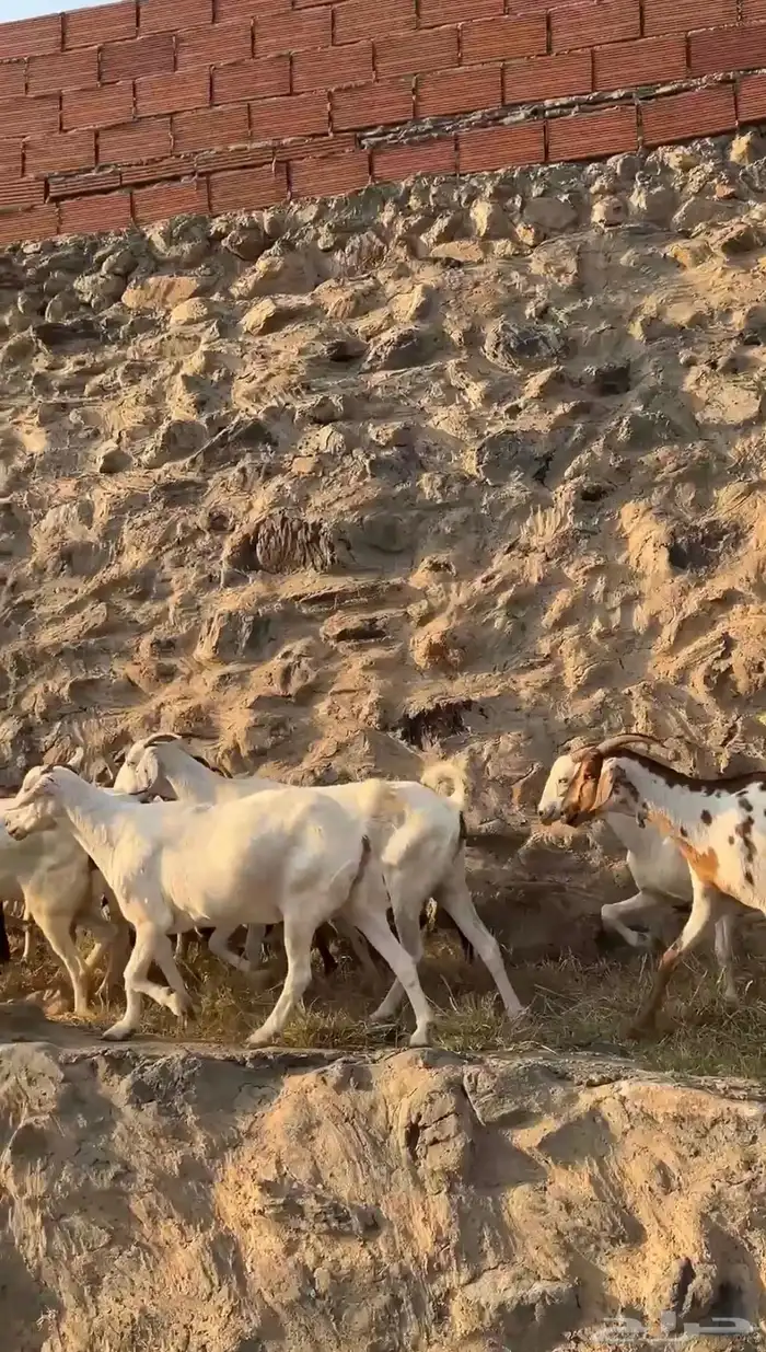 ماعز مقاني 1