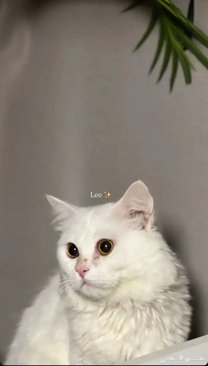 قط ذكر للبيع مع اغراضه الاكل و القفص و صحن الاكل و شامبو 0