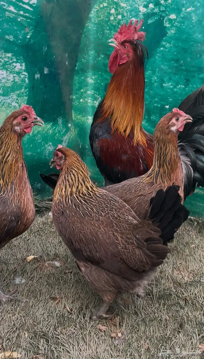 دجاج عربي ترثه اصيل .. سلالة نقية الدم 4