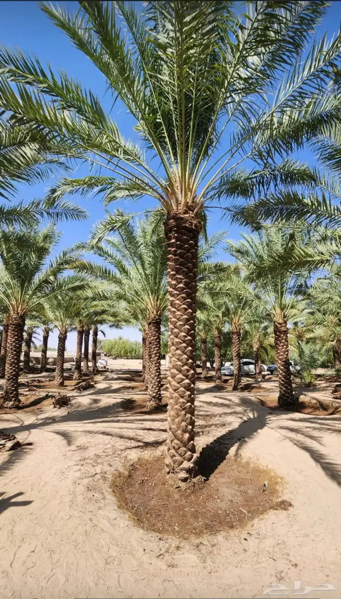 يوجدلديناجميع انواع انخل العربي والواشنطن ازينه 2