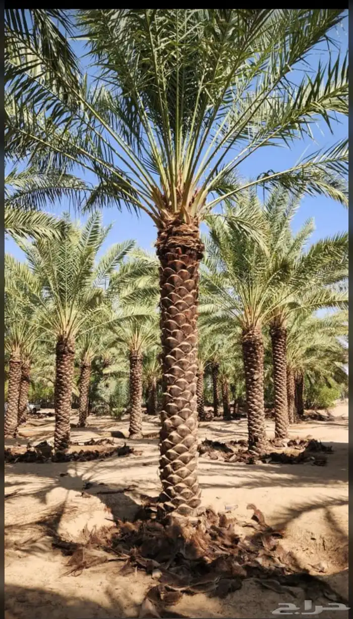 يوجدلديناجميع انواع انخل العربي والواشنطن ازينه 7