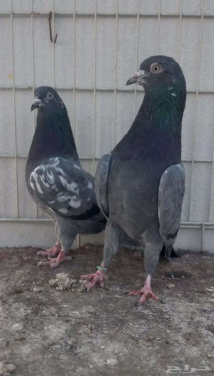 حمام باكستاني شرميلا 0