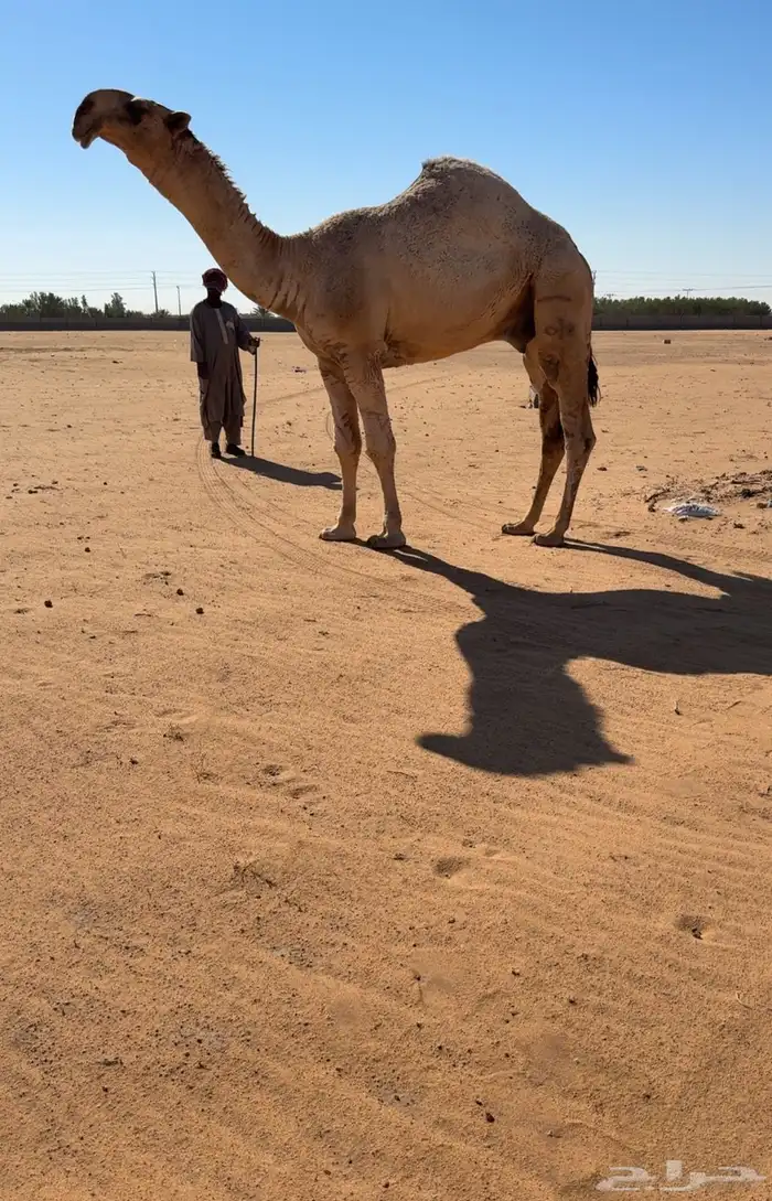 قعود حكومي اشقح فردي عليه وسم ال سعود 0