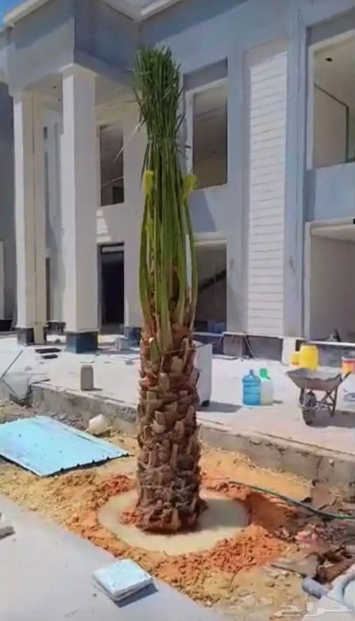 يوجدلديناجميع انواع انخل العربي والواشنطن 20